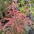 Acer palmatum Jerre Schwartz (1)