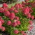 Hydrangea paniculata Spring Sizzle
