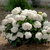 Hydrangea macrophylla ES Dreamcloud