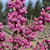 Cercis canadensis Pink Pom Poms