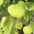 Cercis canadensis Golden Falls (2)