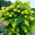 cercis-canadensis-the-rising-sun1