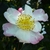 Camellia sasanqua Ondee (3)