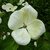 Cornus Venus (2)