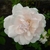 Rosa Mme Alfred Carriere (2)