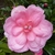 Camellia williamsii Waterlily (4)