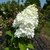 Hydrangea paniculata Diamantino