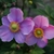 Anemone September Charm