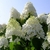 Hydrangea paniculata Limelight (2)