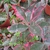 Photinia fraseri Louise