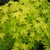 Acer palmatum Summer Gold