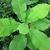 Magnolia macrophylla