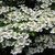Viburnum plicatum Watanabe (2)