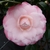 Camellia Nuccio's Pearl (1)