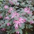 Loropetalum chinense rubrum Fire Dance (1)