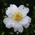 Camellia sasanqua Anshar (3)
