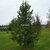 Ilex x koehneana Chestnut Leaf (1)
