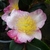 Camellia sasanqua Betty Linda