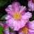 Camellia sasanqua Ashtar (6)