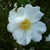 Camellia sasanqua Orcival (1)