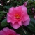 Camellia sasanqua Shishigashira (2)