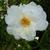 Camellia sasanqua Yoimachi (2)