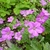 Geranium Russell Prichard (3)
