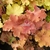 Heuchera Caramel