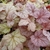Heuchera Pinot Gris (12)