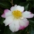 Camellia sasanqua Chantilly Rose