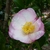 Camellia sasanqua Fukuzutsumi (2)