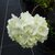 Viburnum macrocephalum Sterile (3)