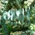 Eucalyptus Baby Blue