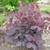 Cotinus Grace