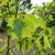 Liriodendron tulipifera Aureomarginata (2)