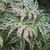 Acer palmatum Ukigumo