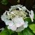 Hydrangea macrophylla Benxi