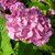 Hydrangea macrophylla Hamburg (1)