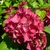 Hydrangea macrophylla Merkur (1)