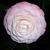 Camellia Desire (3)