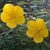 Hypericum Hidcote (3)