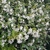 Trachelospermum jasminoides (2)