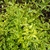 Abelia grandiflora White Gold (7)