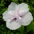 Hibiscus syriacus China Chiffon (1)