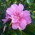 Camellia sasanqua Elfin Rose