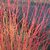 Cornus sanguinea Winter Beauty