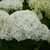 Hydrangea arborescens Annabelle (12)