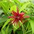 Illicium floridanum Haley's Comet (1)
