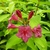 Weigela florida Aurea