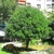 Pittosporum tobira (4)